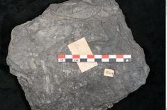 Foto (Detailansicht) von Plantae indet.  (NHMW-GEO-2024-0188-11544)